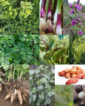 Diversité des légumes vivaces