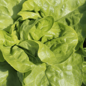 Laitue pommée verte
