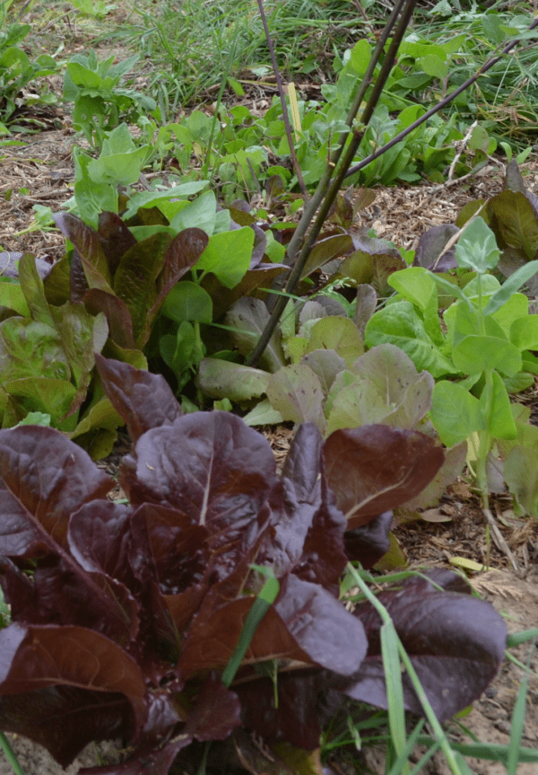 Laitues en mélange de couleurs