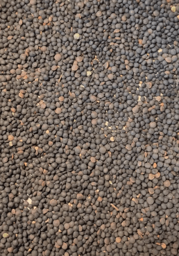 Lentille de couleur noir parfois appelées aussi caviar végétal