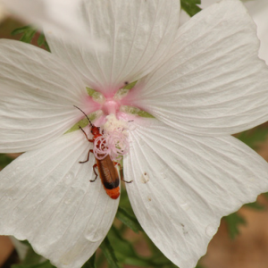 Mauve frisée ou chinoise