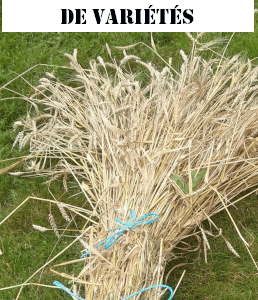 Céréales anciennes en mélange