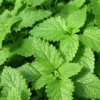 mélisse officinale