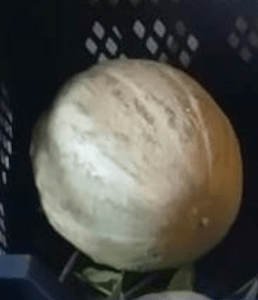 Melon de Lunéville