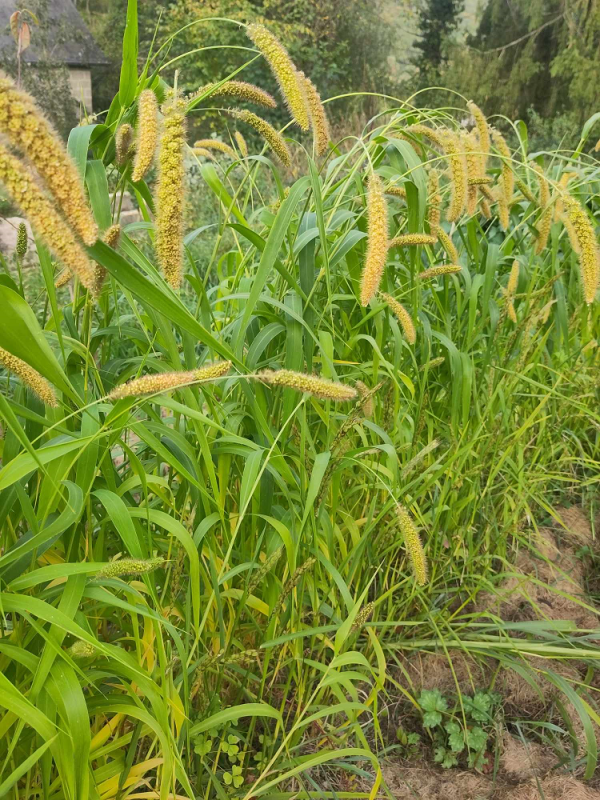 Millet italien White wonder
