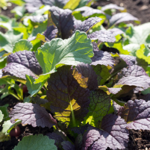 Moutarde rouge de Chine