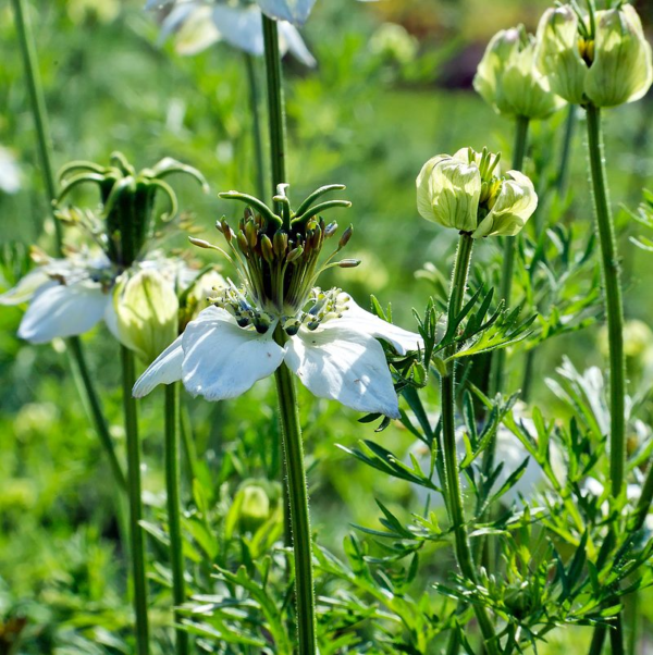 Cumin noir ou nigelle cultivée