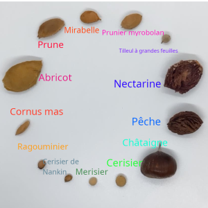 Nettoyage des graines  d’herbacées et d’arbres