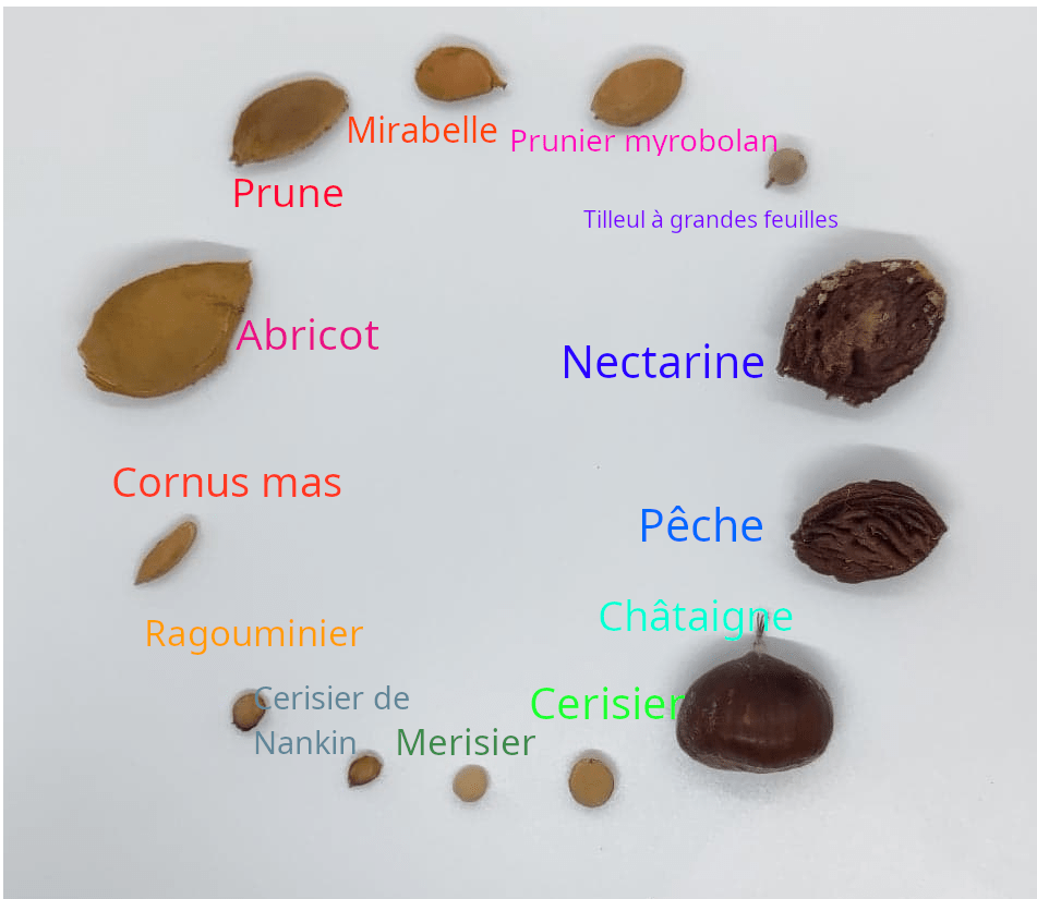 Semis de noyaux