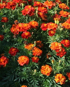 Oeillet d’Inde Boléro