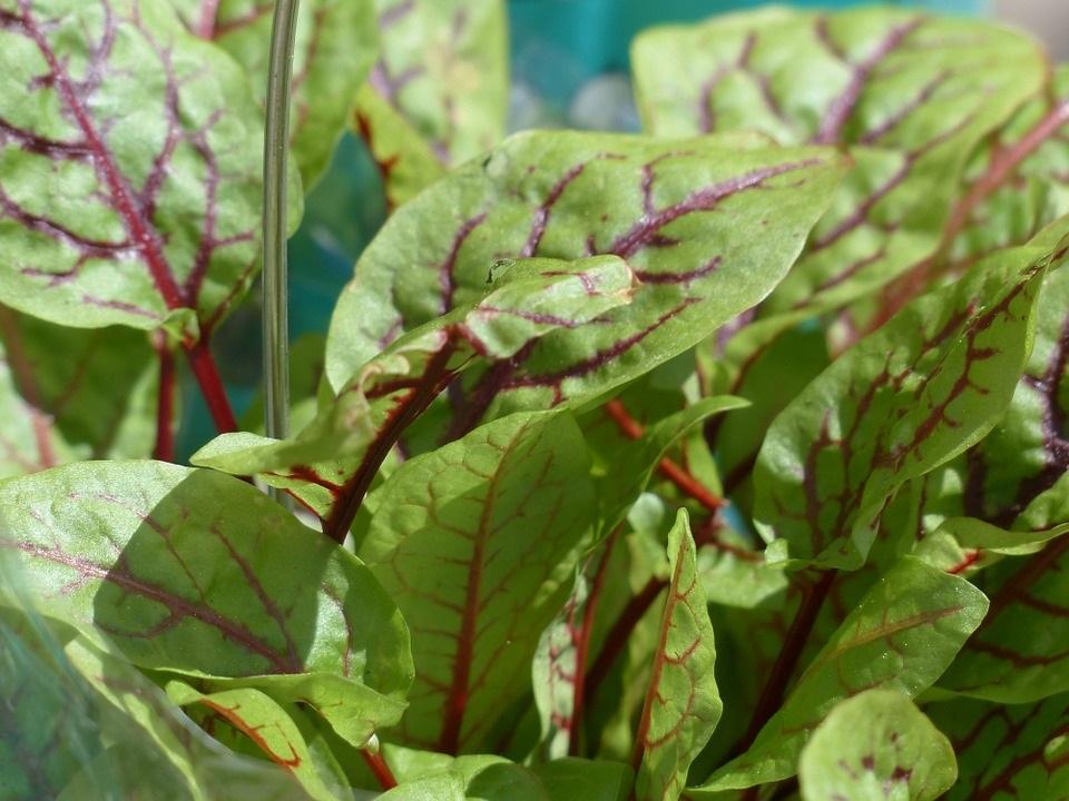 Les oseilles - Le Potager du Gailleroux, permaculture, jardin