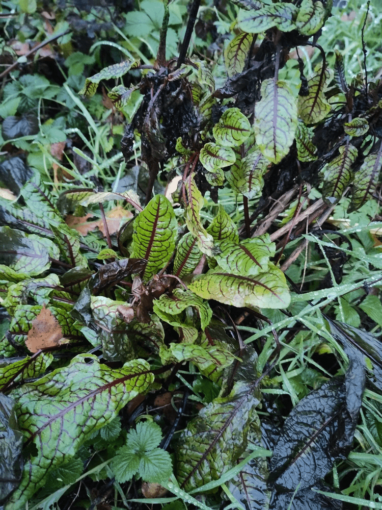 Les oseilles - Le Potager du Gailleroux, permaculture, jardin