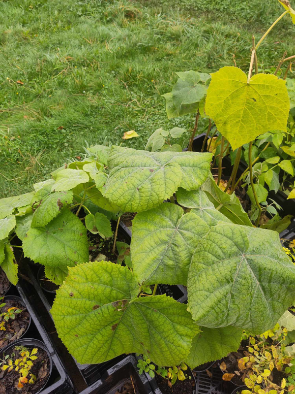 Paulownia – Image 2
