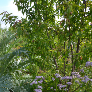 Pêcher de vigne