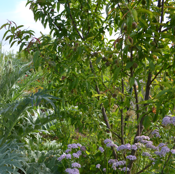 Pêche de vigne – Image 2