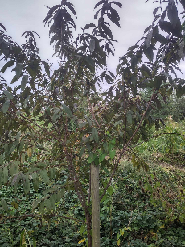Pêche de vigne Rubira – Image 2