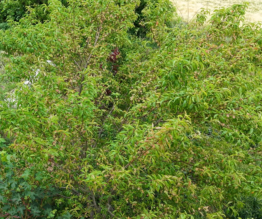Pêcher de vigne – Image 4