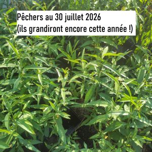 Pêcher de vigne