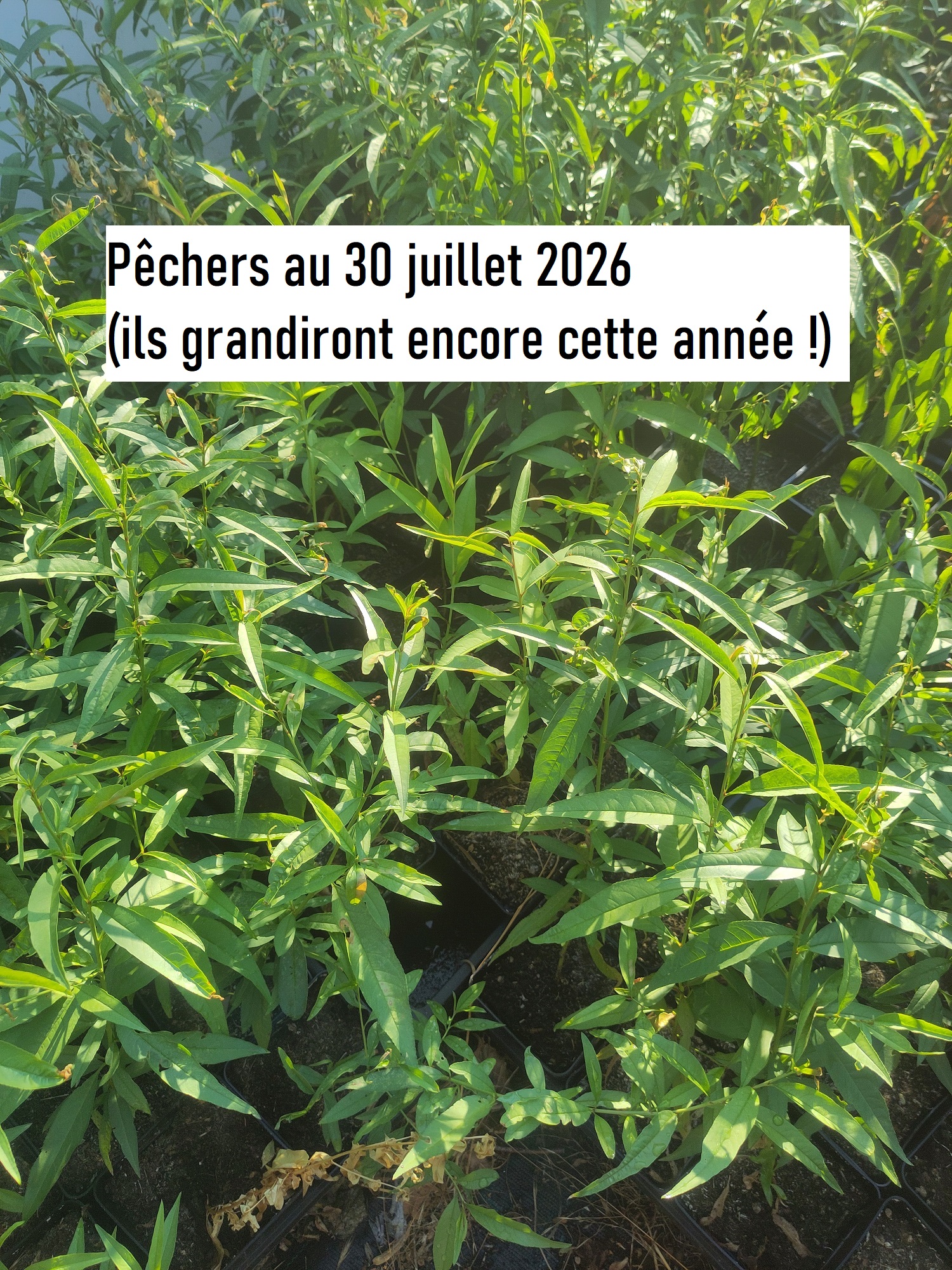 Pêcher de vigne