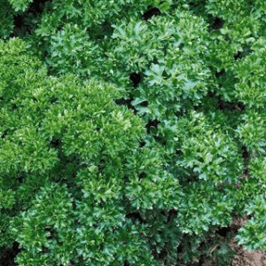 Persil frisé vert foncé