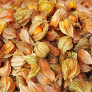 Physalis Cerise de terre
