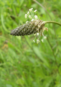 plantain lancéolé, plantago lanceolata