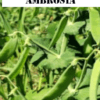Pois mangetout Ambrosia