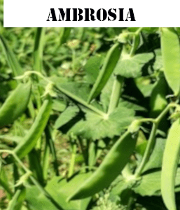 Pois mangetout Ambrosia