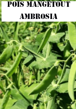 Pois mangetout Ambrosia
