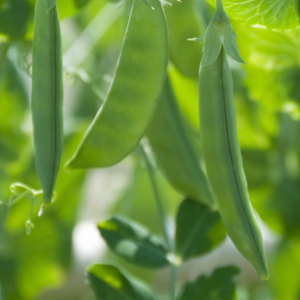 Pois mangetout Norli