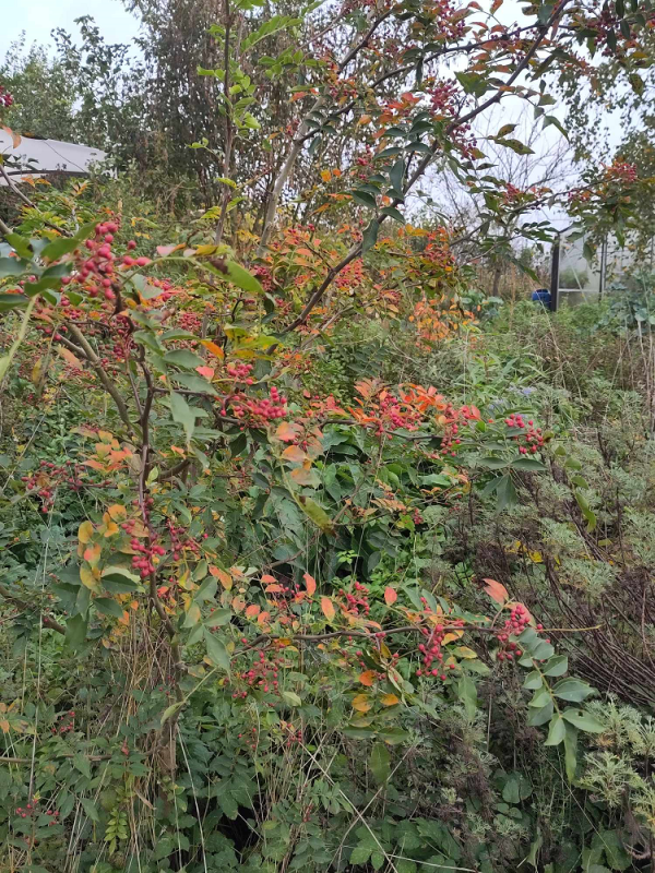 Poivre du Sichuan