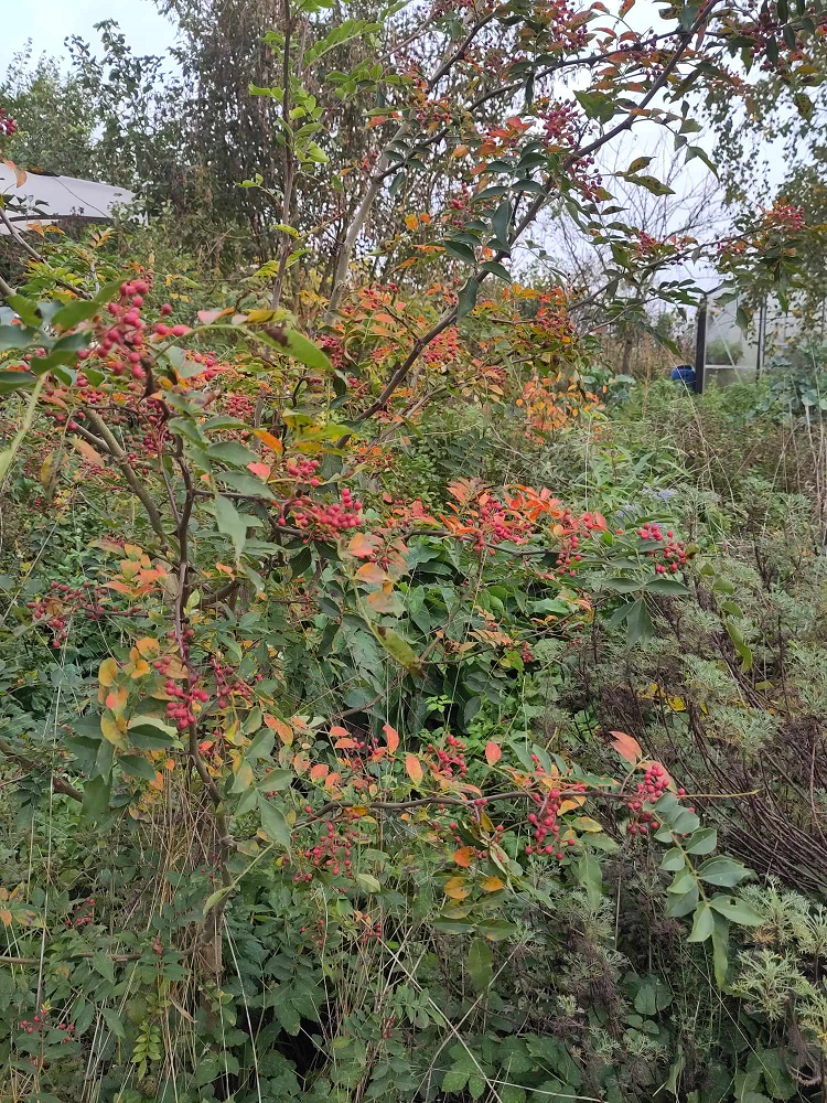 Poivre de Sichuan