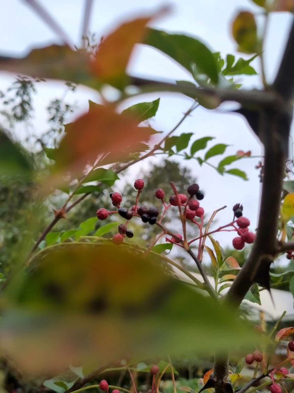 Poivre du Sichuan – Image 3