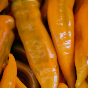 Poivron allongé orange