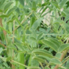 Réglisse officinale