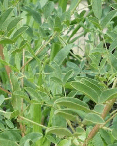 Réglisse officinale