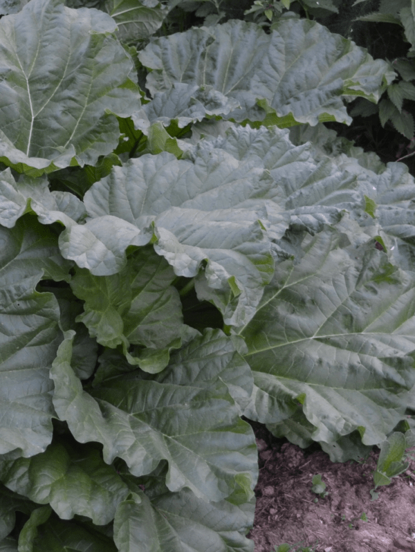 Rhubarbe