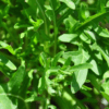 roquette cultivée