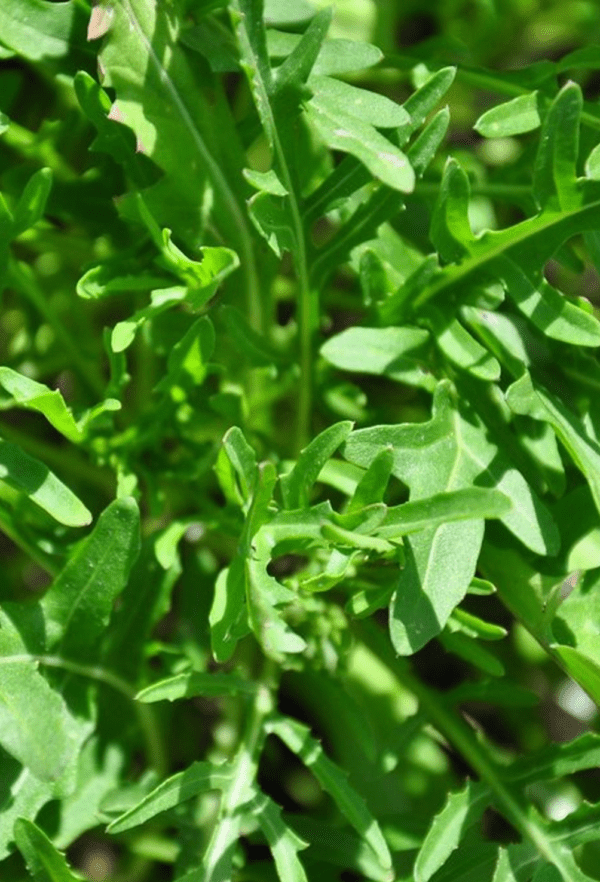 roquette cultivée