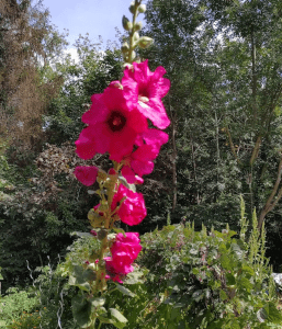 Rose trémière fuschia
