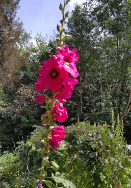 Rose trémière fuchsia