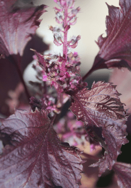 shiso