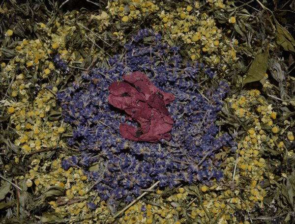Comment valoriser les plantes médicinales – Image 2
