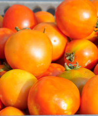 Tomate Orange Queen