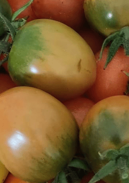 Tomate de la taille d'une belle prune noire