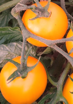 Tomate belge jaune-orange