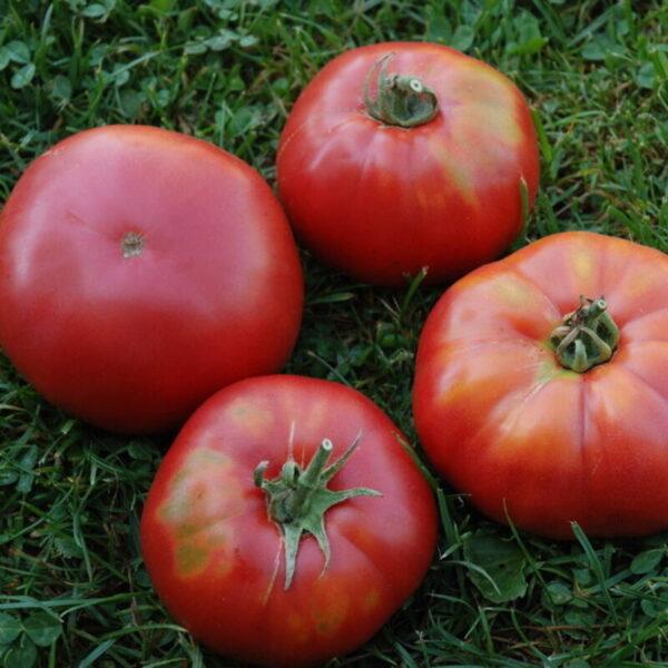 Tomate géante d'Orembourg