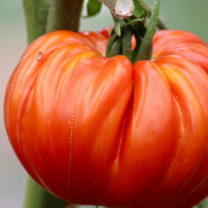 Tomate Géante du Portugal