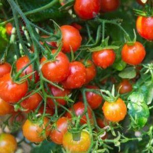Tomate “Ovale rouge” (graines produites en serre)