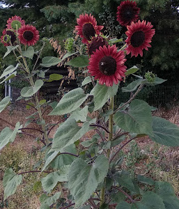 Tournesol rouge
